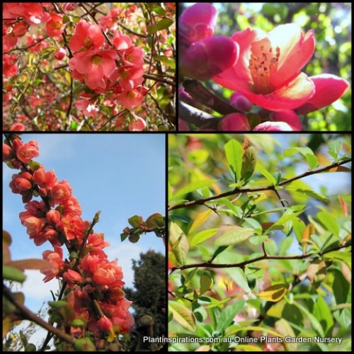 Japanese Quince Falconnet Charlet x 1 Plant Pink Red Winter Flowering Shrubs Deciduous Cottage Garden Chaenomeles japonica speciosa